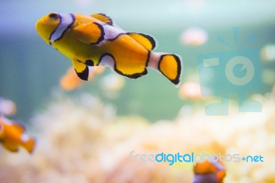 Cartoon Fish Near Sea Anemone Stock Photo