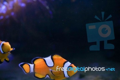 Cartoon Fish Near Sea Anemone Stock Photo