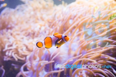 Cartoon Fish Near Sea Anemone Stock Photo