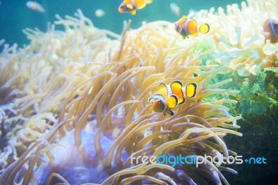 Cartoon Fish Near Sea Anemone Stock Photo