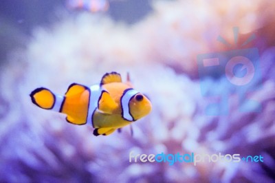 Cartoon Fish Near Sea Anemone Stock Photo