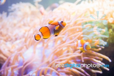 Cartoon Fish Near Sea Anemone Stock Photo