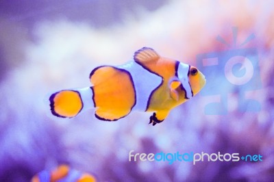 Cartoon Fish Near Sea Anemone Stock Photo