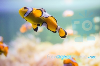 Cartoon Fish Near Sea Anemone Stock Photo