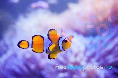 Cartoon Fish Near Sea Anemone Stock Photo