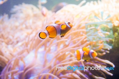 Cartoon Fish Near Sea Anemone Stock Photo