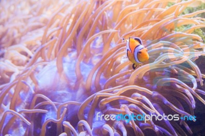 Cartoon Fish Near Sea Anemone Stock Photo