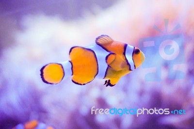 Cartoon Fish Near Sea Anemone Stock Photo