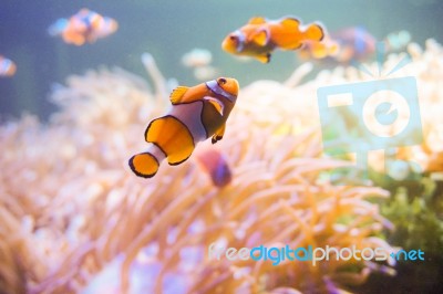 Cartoon Fish Near Sea Anemone Stock Photo