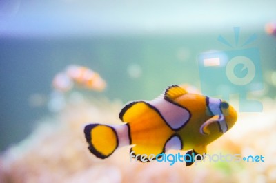 Cartoon Fish Near Sea Anemone Stock Photo