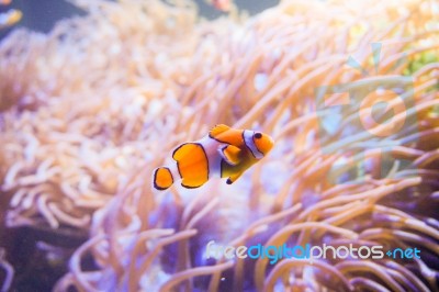 Cartoon Fish Near Sea Anemone Stock Photo