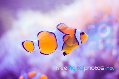 Cartoon Fish Near Sea Anemone Stock Photo