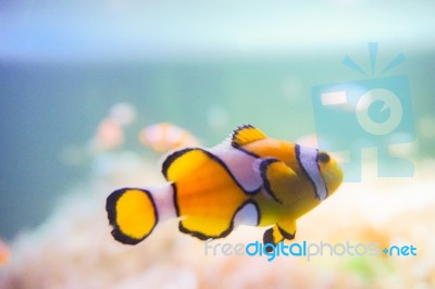 Cartoon Fish Near Sea Anemone Stock Photo