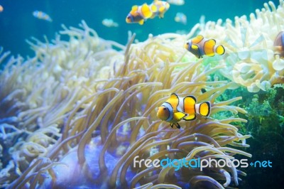 Cartoon Fish Near Sea Anemone Stock Photo