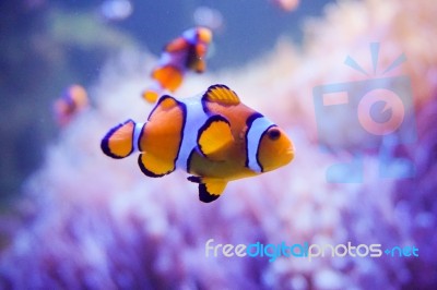 Cartoon Fish Near Sea Anemone Stock Photo