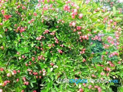 Carunda Or Karonda  (bengal-currants) Pink Fruit On Tree In The Garden.fruit For Health And High Vitamin Stock Photo