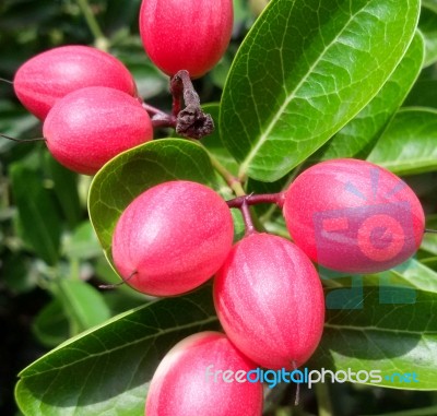 Carunda Or Karonda  (bengal-currants) Pink Fruit On Tree In The Garden.fruit For Health And High Vitamin Stock Photo