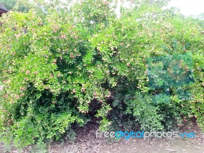 Carunda Or Karonda  (bengal-currants) Pink Fruit On Tree In The Garden.fruit For Health And High Vitamin Stock Photo