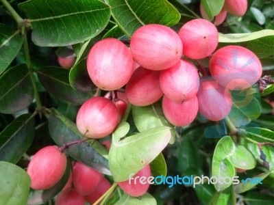 Carunda Or Karonda  (bengal-currants) Pink Fruit On Tree In The Garden.fruit For Health And High Vitamin Stock Photo