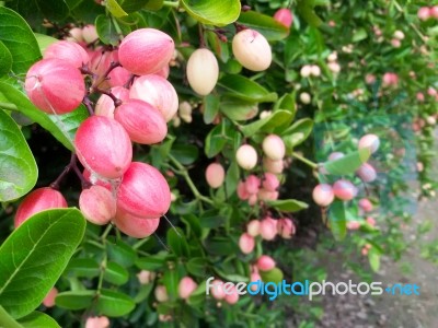 Carunda Or Karonda  (bengal-currants) Pink Fruit On Tree In The Garden.fruit For Health And High Vitamin Stock Photo