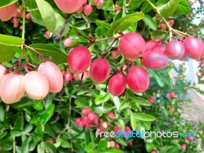 Carunda Or Karonda  (bengal-currants) Pink Fruit On Tree In The Garden.fruit For Health And High Vitamin Stock Photo