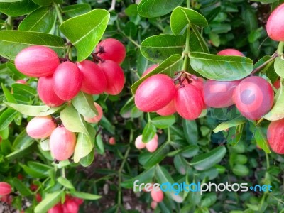 Carunda Or Karonda  (bengal-currants) Pink Fruit On Tree In The Garden.fruit For Health And High Vitamin Stock Photo