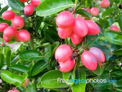 Carunda Or Karonda  (bengal-currants) Pink Fruit On Tree In The Garden.fruit For Health And High Vitamin Stock Photo