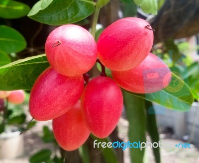 Carunda Or Karonda  (bengal-currants) Pink Fruit On Tree In The Garden.fruit For Health And High Vitamin Stock Photo