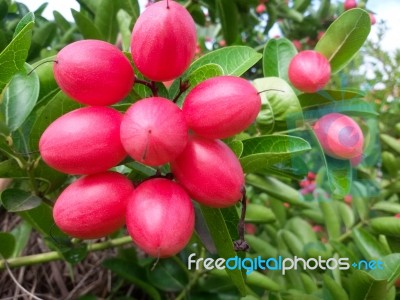 Carunda Or Karonda  (bengal-currants) Pink Fruit On Tree In The Garden.fruit For Health And High Vitamin Stock Photo