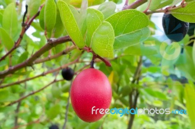 Carunda Or Karonda  (bengal-currants) Pink Fruit On Tree In The Garden.fruit For Health And High Vitamin Stock Photo