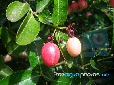 Carunda Or Karonda  (bengal-currants) Pink Fruit On Tree In The Garden.fruit For Health And High Vitamin Stock Photo