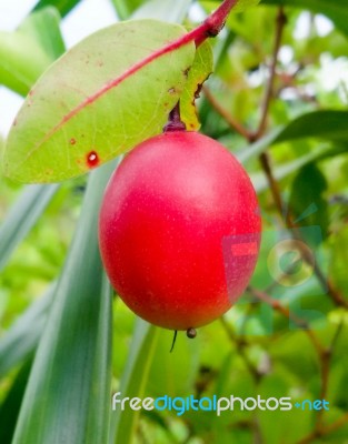 Carunda Or Karonda  (bengal-currants) Pink Fruit On Tree In The Garden.fruit For Health And High Vitamin Stock Photo