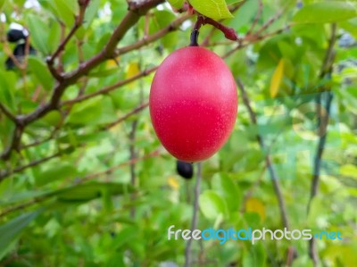 Carunda Or Karonda  (bengal-currants) Pink Fruit On Tree In The Garden.fruit For Health And High Vitamin Stock Photo