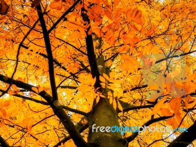 Carya Cordiformis Tree Leaves Changing Colour In Autumn Stock Photo