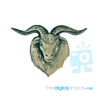 Cashmere Goat Head Drawing Stock Image