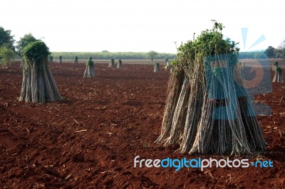 Cassava Farm Stock Photo