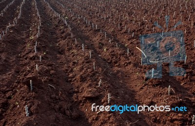 Cassava Farm Stock Photo