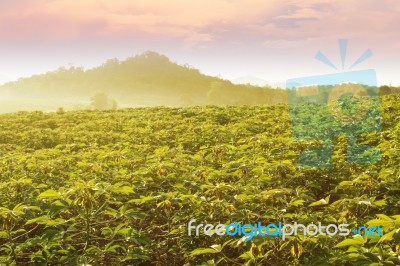 Cassava Field Stock Photo