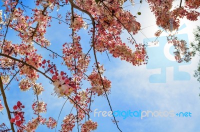 Cassia Bakeriana Flower Stock Photo