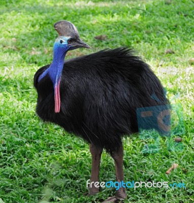 Cassowary Bird Stock Photo