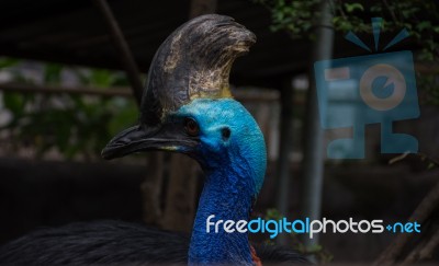 Cassowary Close Up Stock Photo