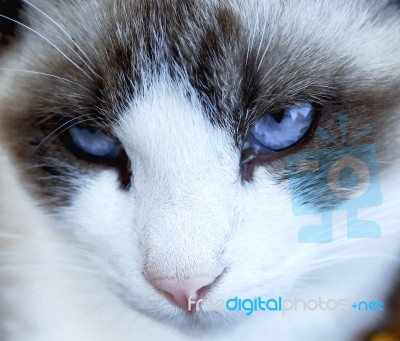 Cat Stock Photo