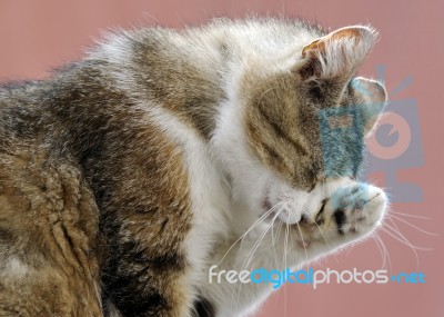 Cat Stock Photo