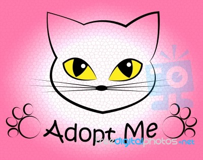 Cat Adoption Shows Kitten Kitty And Felines Stock Image
