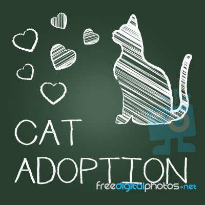 Cat Adoption Shows Kitten Pet And Adopting Stock Image