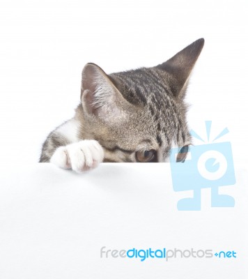 Cat Behind Blank Board Stock Photo