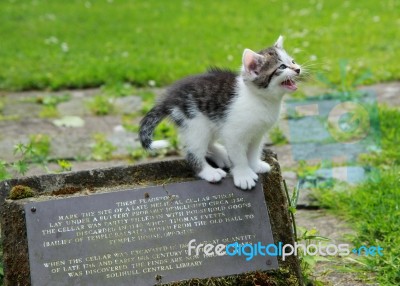 Cat Calling Stock Photo