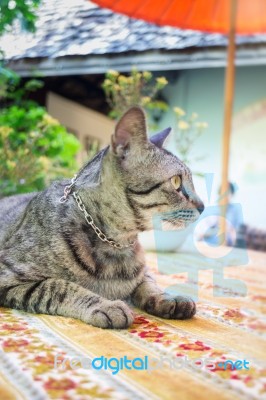 Cat Chilling Out On Dinner Table Stock Photo