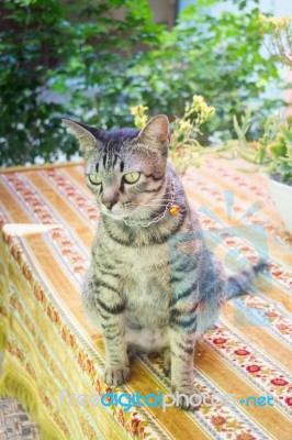 Cat Chilling Out On Dinner Table Stock Photo