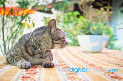 Cat Chilling Out On Dinner Table Stock Photo